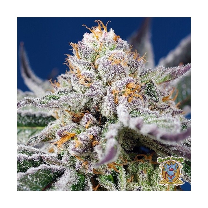 Orange Apricot Glue XL Auto