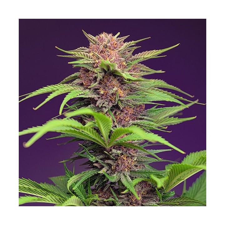Red Mimosa XL Auto