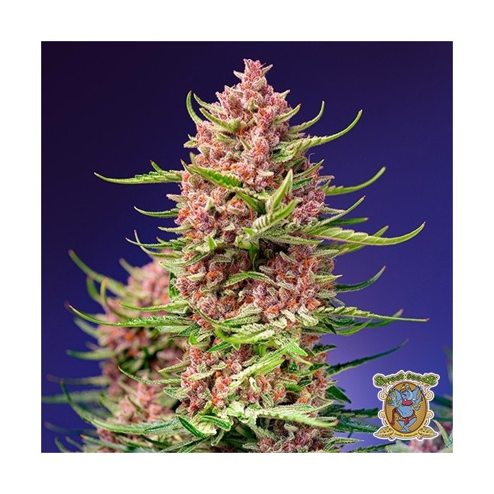 Strawberry Cola Sherbet F1 Fast Version®