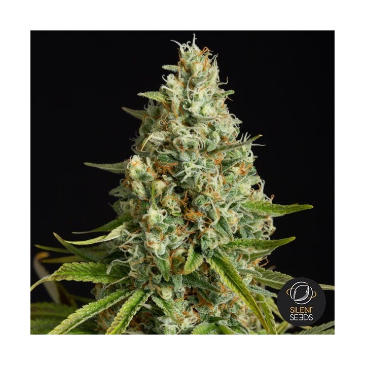 Amnesia Lemon - Silent Seeds