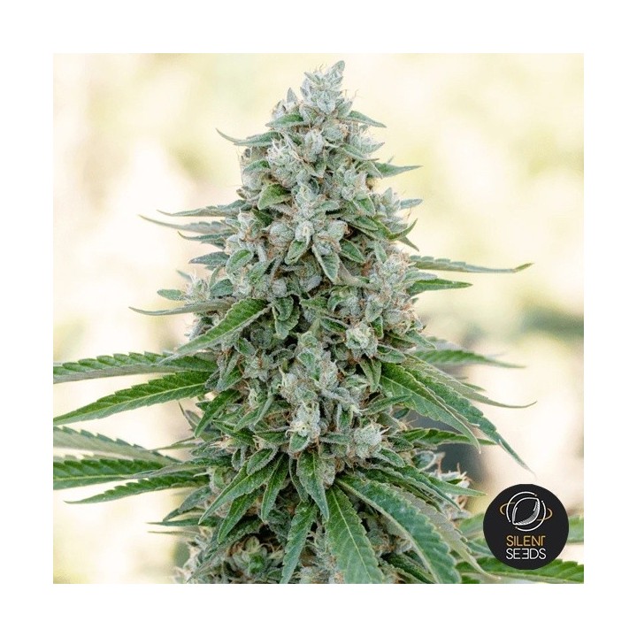 Critical Mango