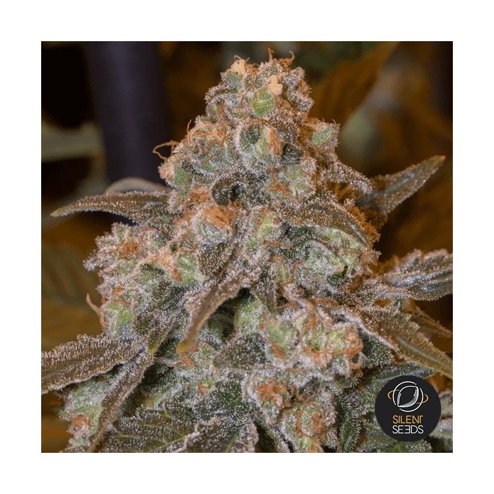 Gorilla Frost