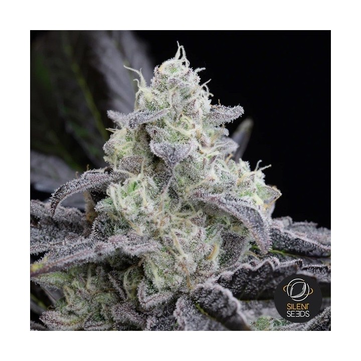 L.A. Vanilla Cake