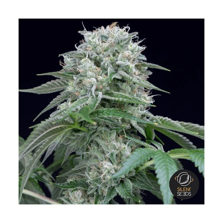 Starfire OG