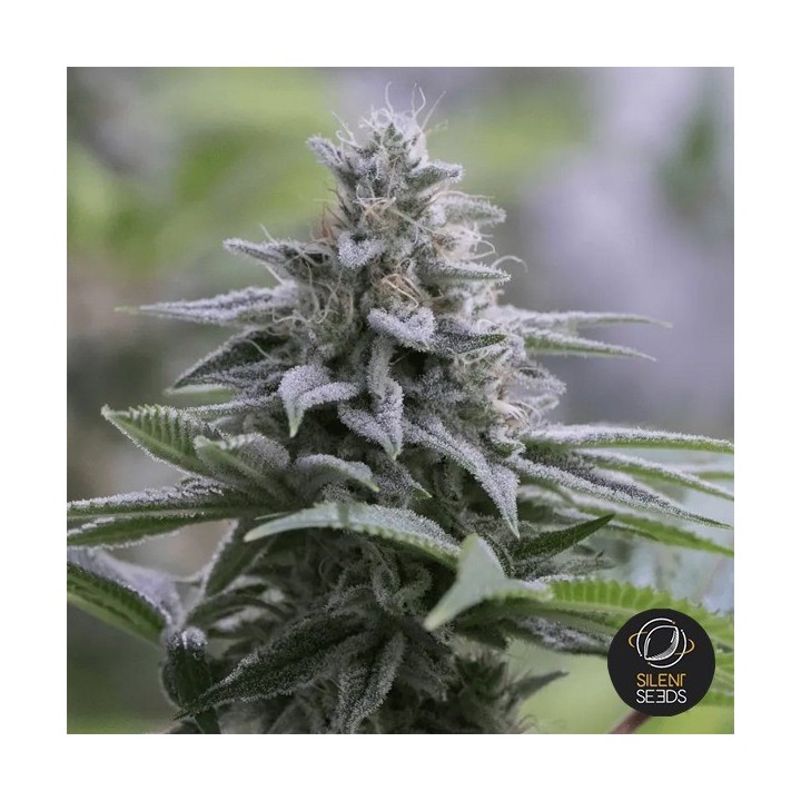 Zkittlez 2.0