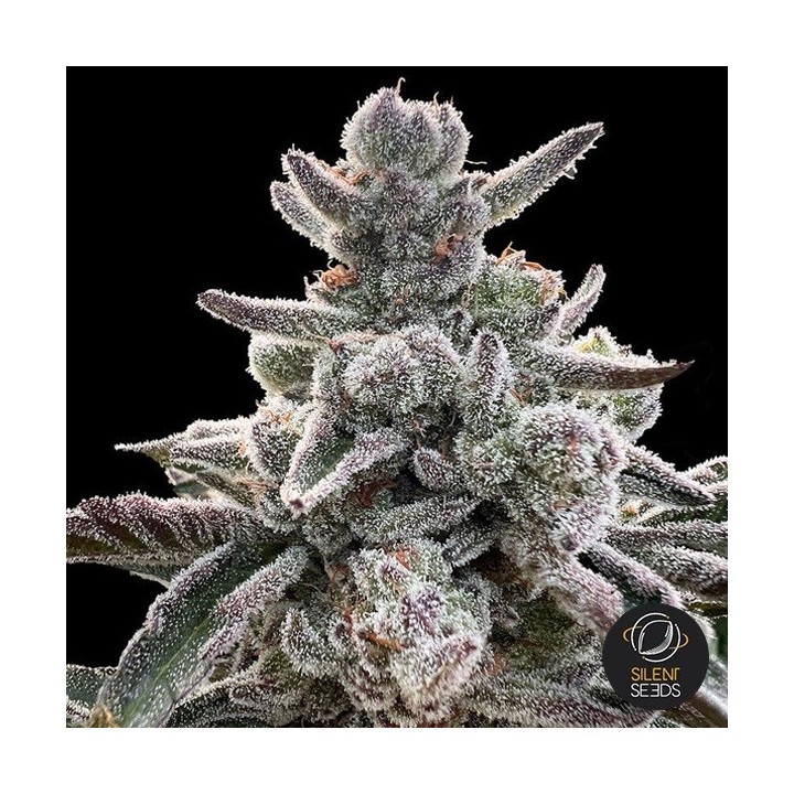 Polar Gelato by Sherbinskis