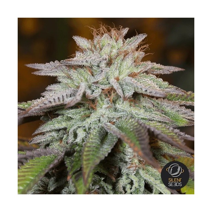 L.A. Vanilla Cake Auto