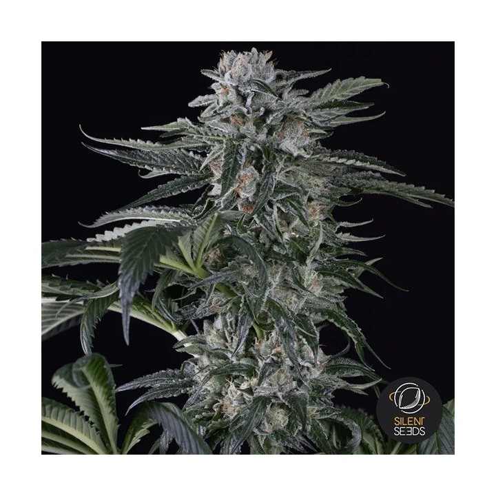Moby Dick Auto