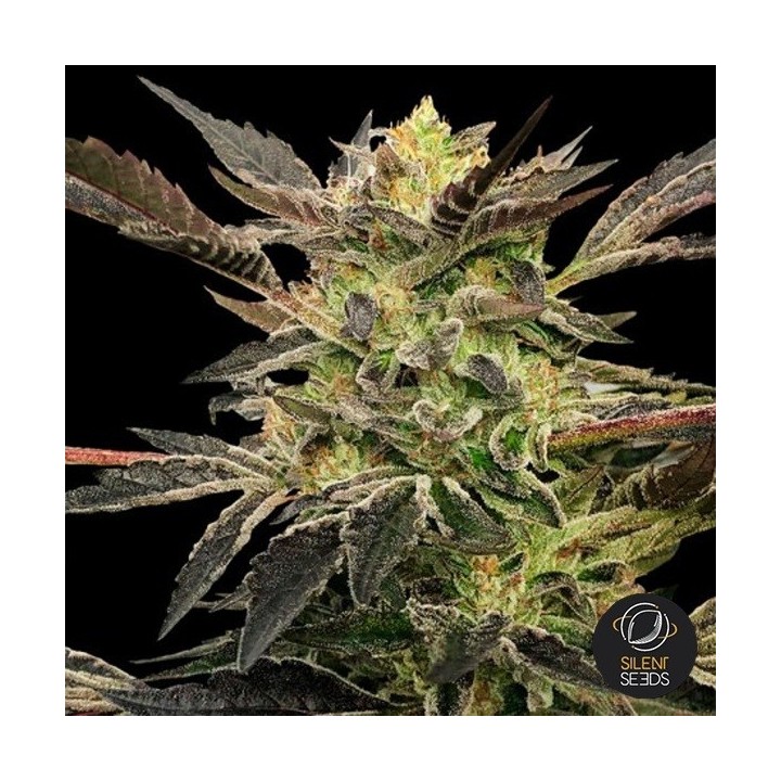 Auto Pink Sunset by Sherbinskis