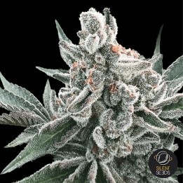 Auto Polar Gelato by Sherbinskis
