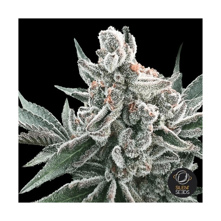 Auto Polar Gelato by Sherbinskis