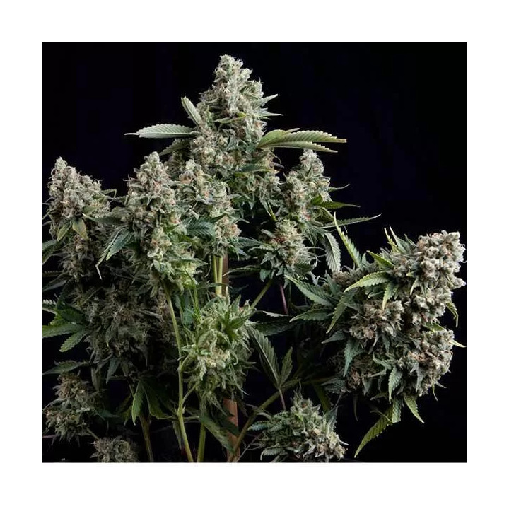 Tutankhamon Feminizada【Pyramid Seeds】