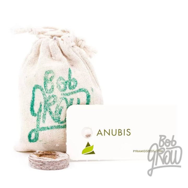 Anubis FeminizadaPyramid Seeds