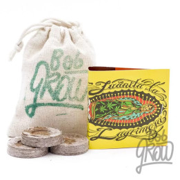  Juanita La Lagrimosa Feminizada【Reggae Seeds】