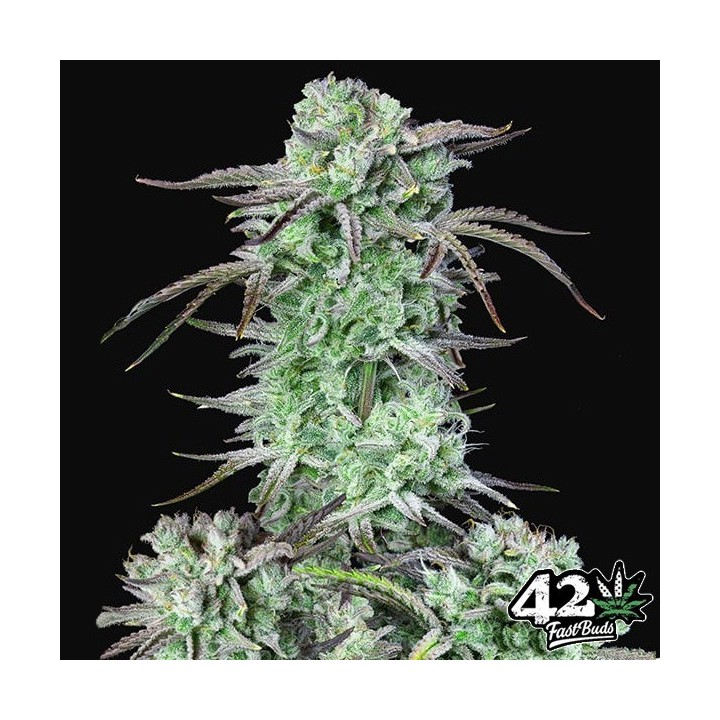 Strawberry Banana Auto