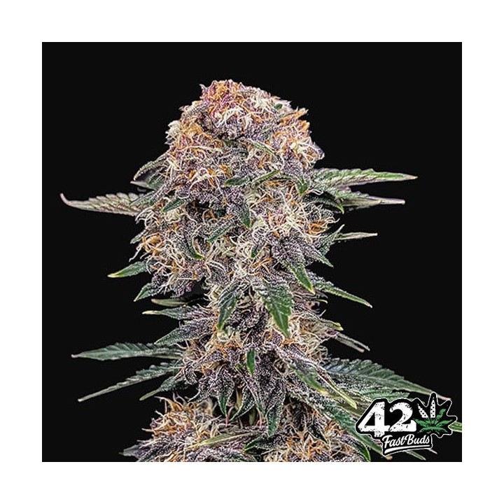 Cherry Cola Auto