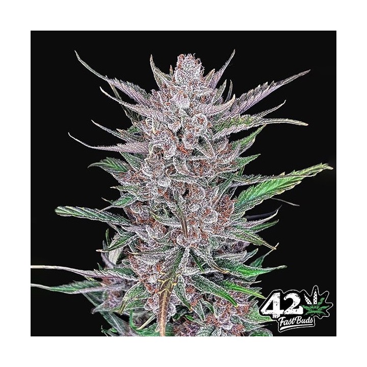 Gorilla Punch Auto