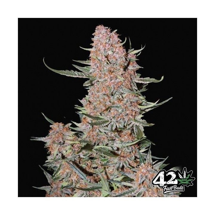 Ztrawberriez Auto
