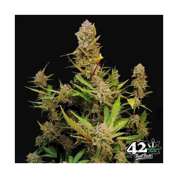 Apricot Auto