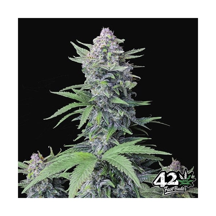 Tropicana Cookies Auto