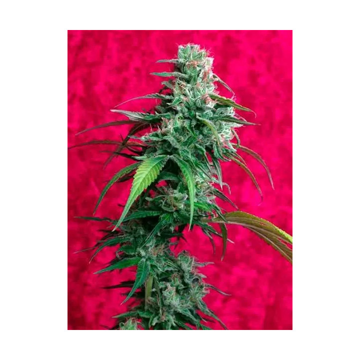 Juanita La Lagrimosa FeminizadaReggae Seeds