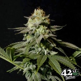Orange Sherbet Fast