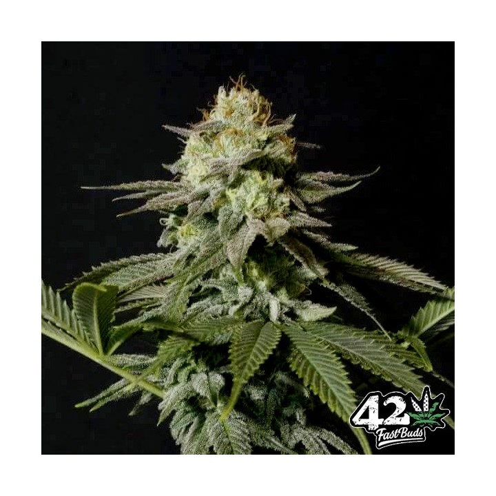 Orange Sherbet Fast