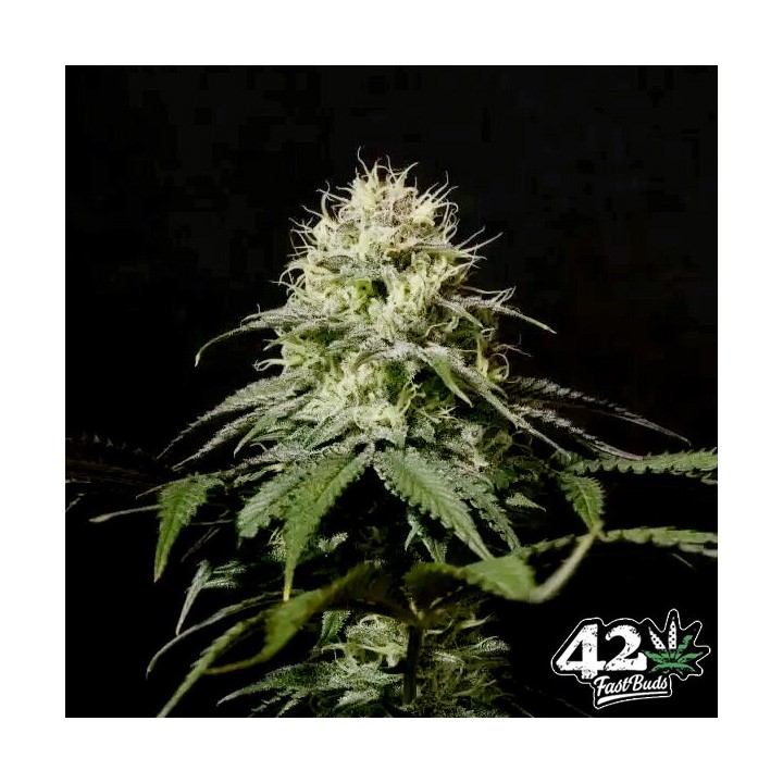 Tropicana Cookies Fast