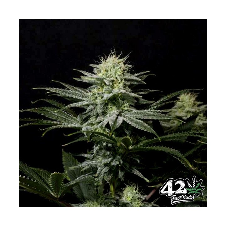 GG4 Sherbet Fast