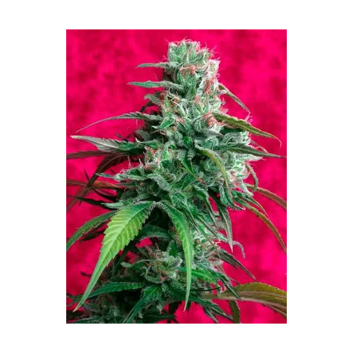 Juanita La Lagrimosa FeminizadaReggae Seeds