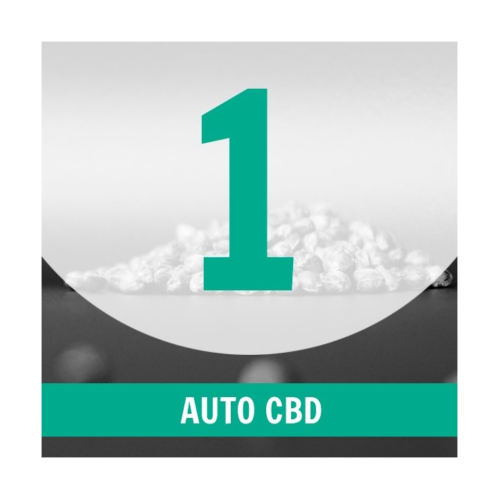 1 Semilla Auto CBD