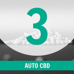 3 Semillas Auto CBD
