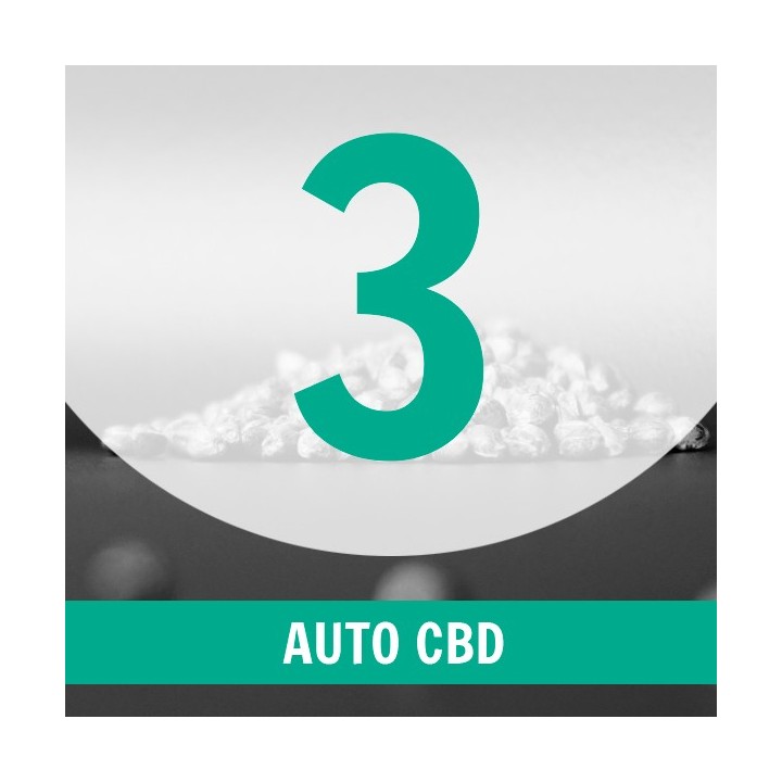3 Semillas Auto CBD