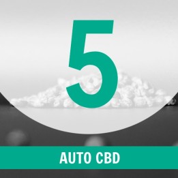 5 Semillas Auto CBD