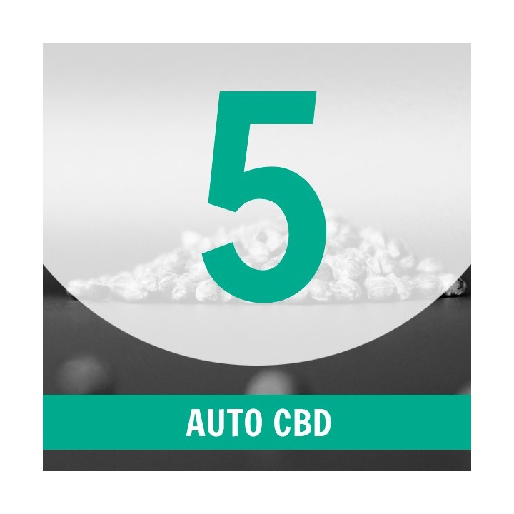 5 Semillas Auto CBD