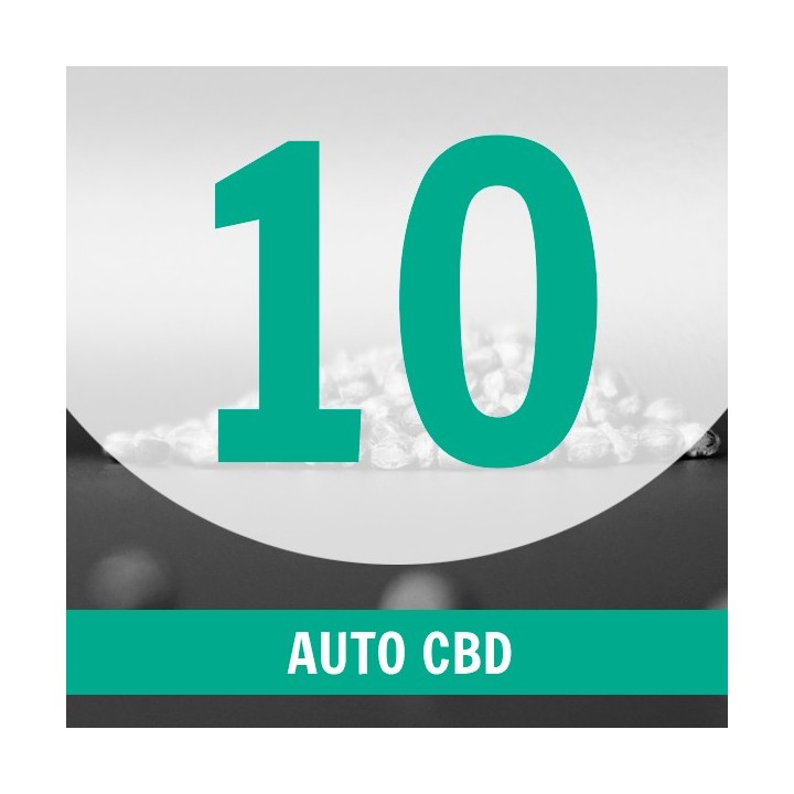 10 Semillas Auto CBD