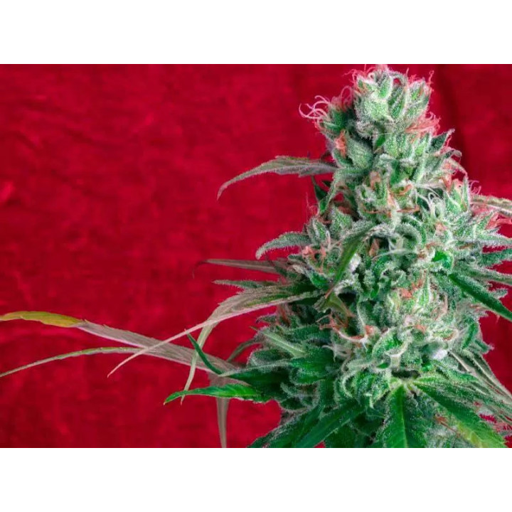 Juanita La Lagrimosa FeminizadaReggae Seeds