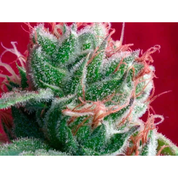 Juanita La Lagrimosa FeminizadaReggae Seeds