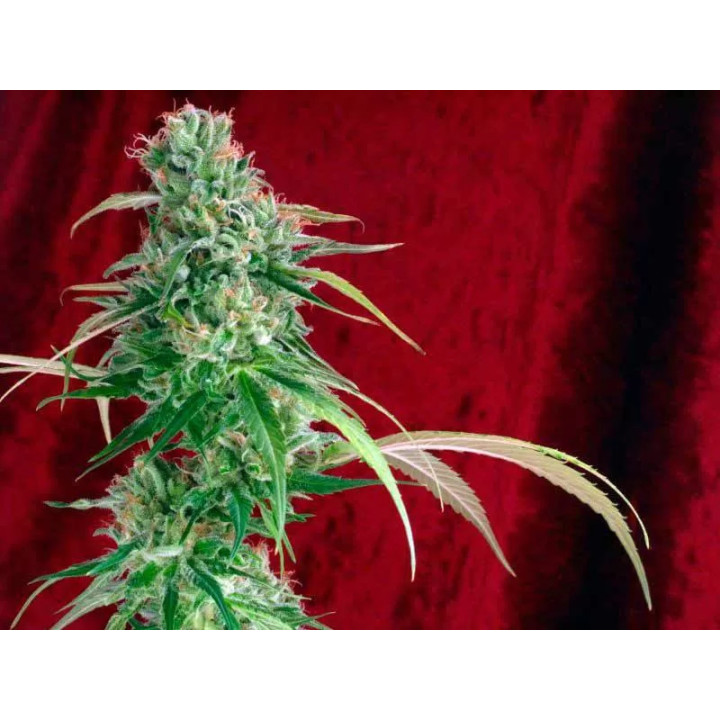 Juanita La Lagrimosa FeminizadaReggae Seeds