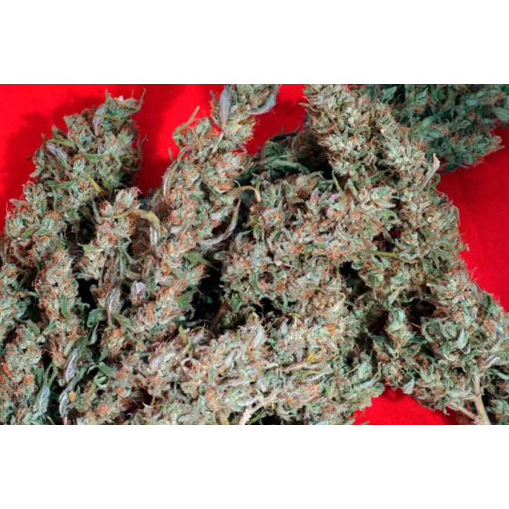 Juanita La Lagrimosa FeminizadaReggae Seeds