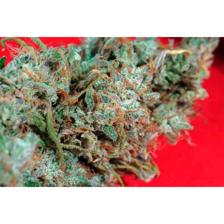 Juanita La Lagrimosa FeminizadaReggae Seeds