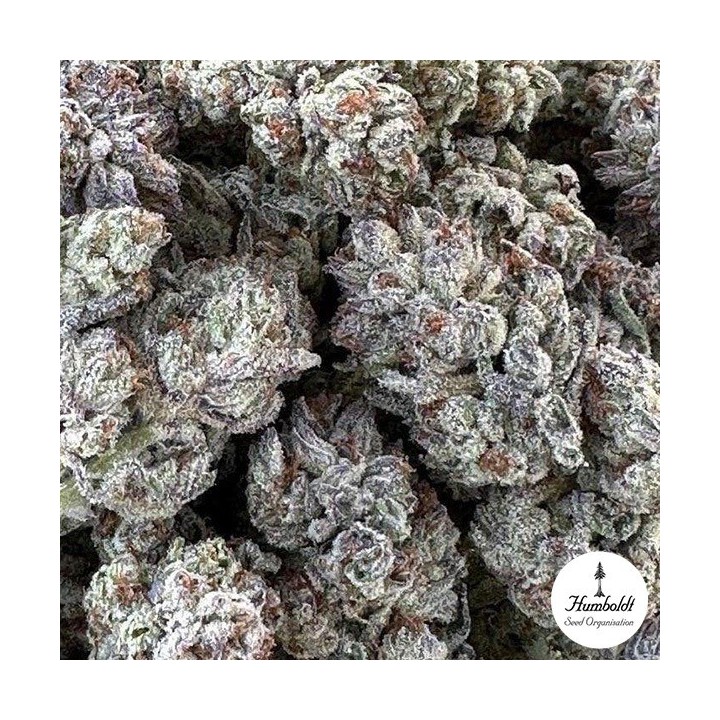 Double Fire Headband
