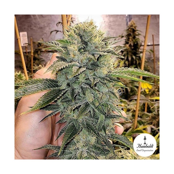 Geist OG Fast Flowering