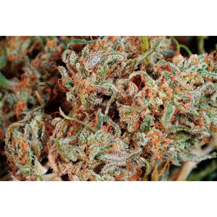 Juanita La Lagrimosa FeminizadaReggae Seeds