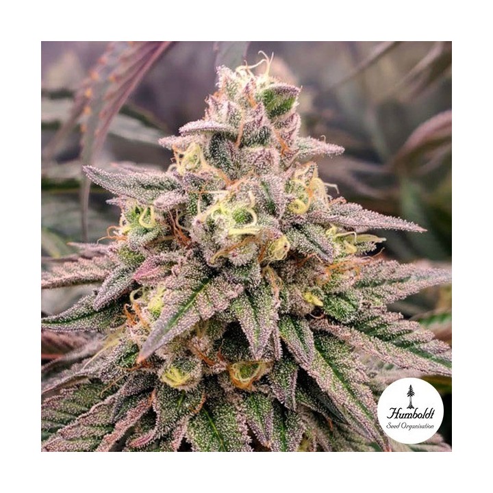 Forbidden Fruit Fast Flowering