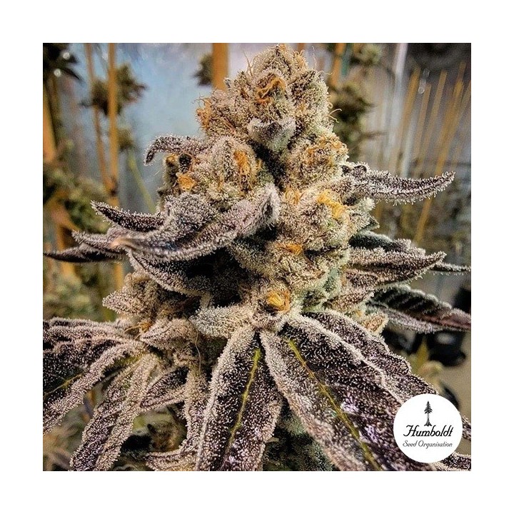 Black Rainbow Sherbert