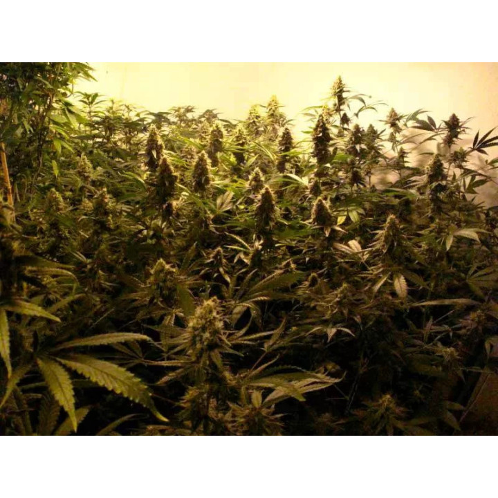 Juanita La Lagrimosa FeminizadaReggae Seeds