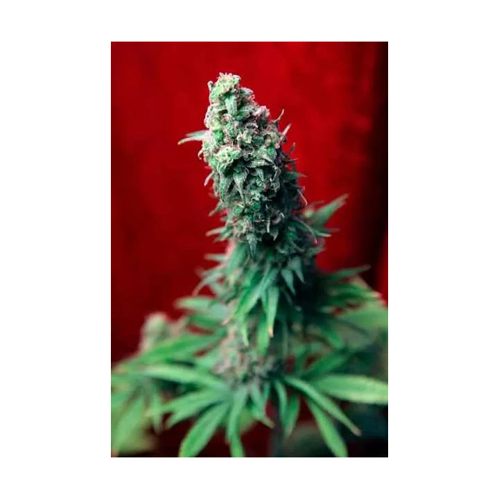 Blackdance FeminizadaReggae Seeds