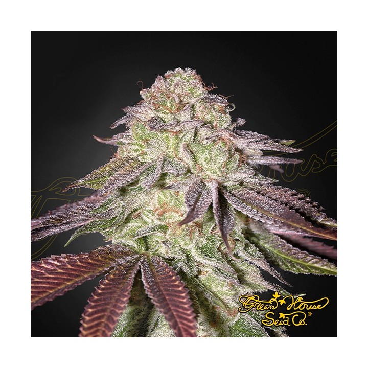 Sugarlato Auto - Green House Seeds