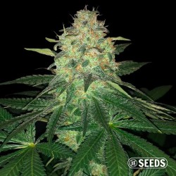Mamba Negra GB Seeds